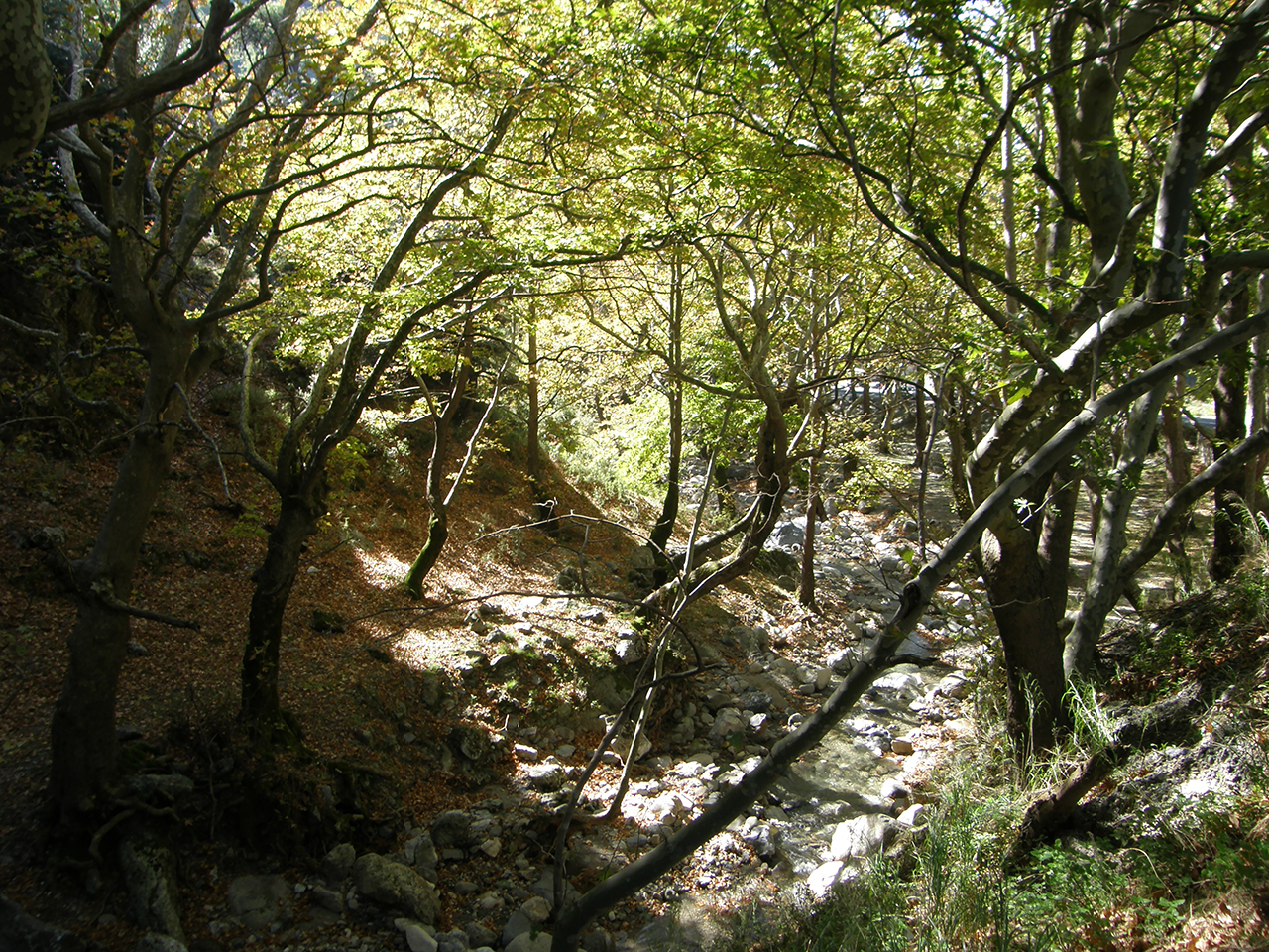 Δάση Βόρειας Εύβοιας