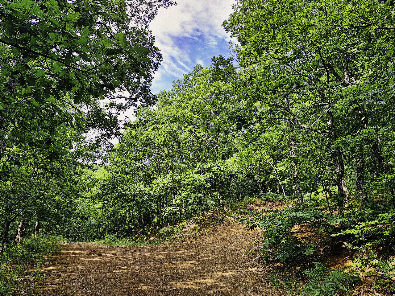 Δάση Κίσσαβου