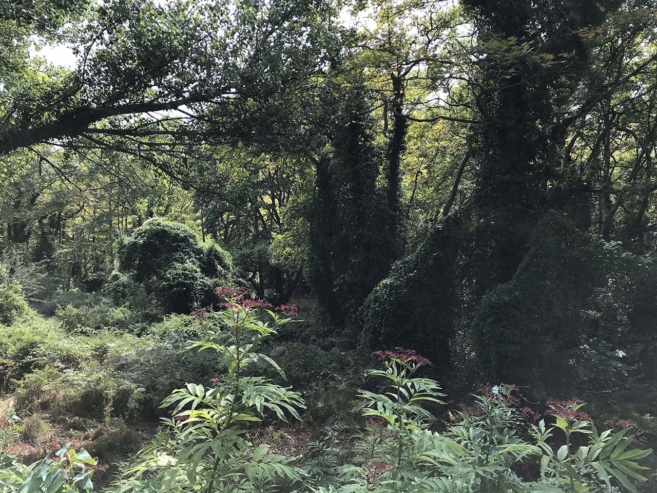 Δάση Κερδυλίων  - Βερτίσκου