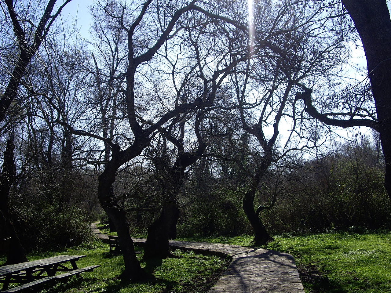 Δάσος Λεσινίου