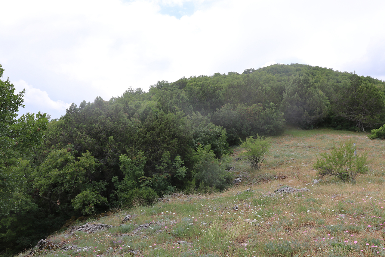 Δάση Όρους Ντέβας (Πρέσπες)
