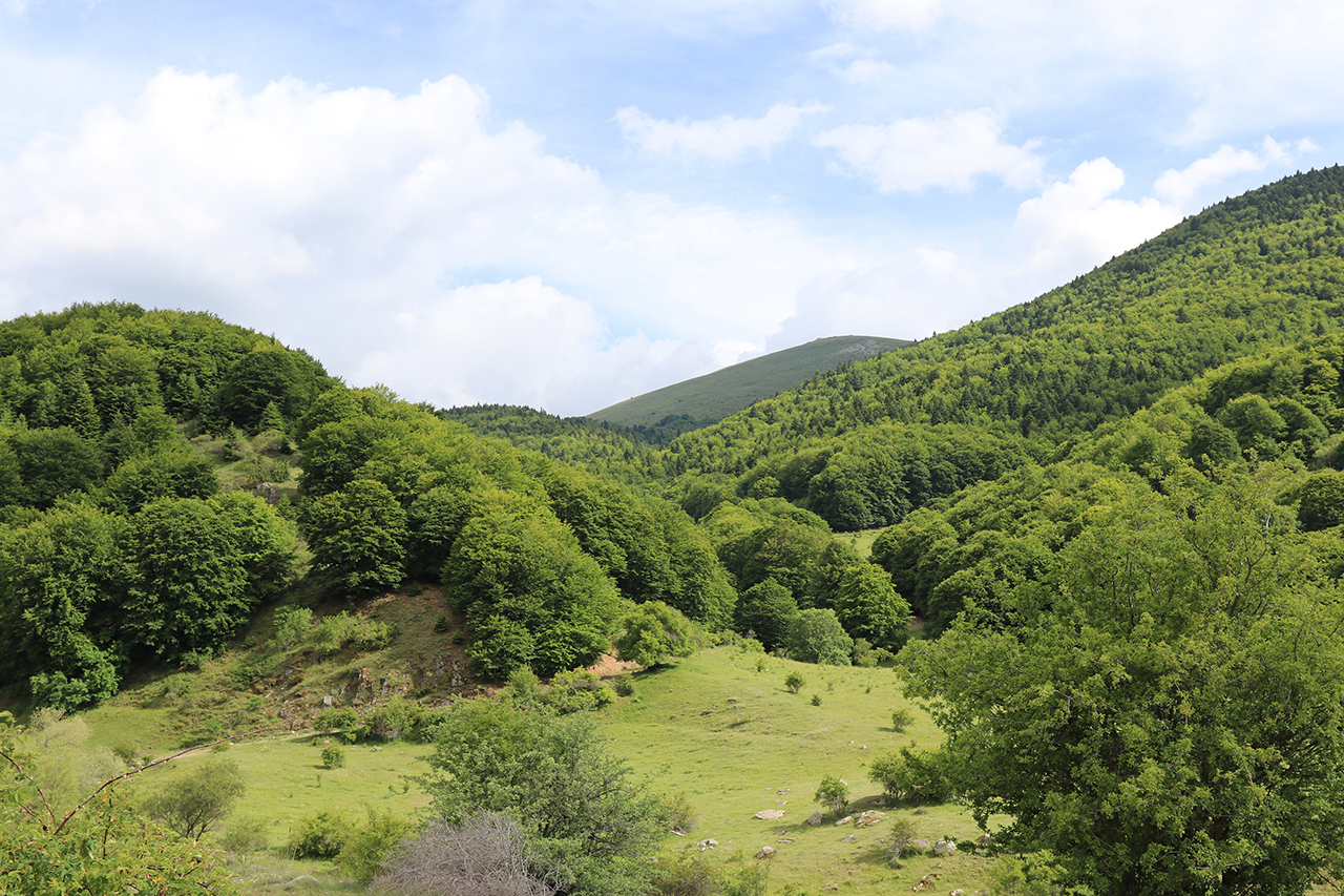 Δάση Βαρνούντα  - Τρικλαρίου