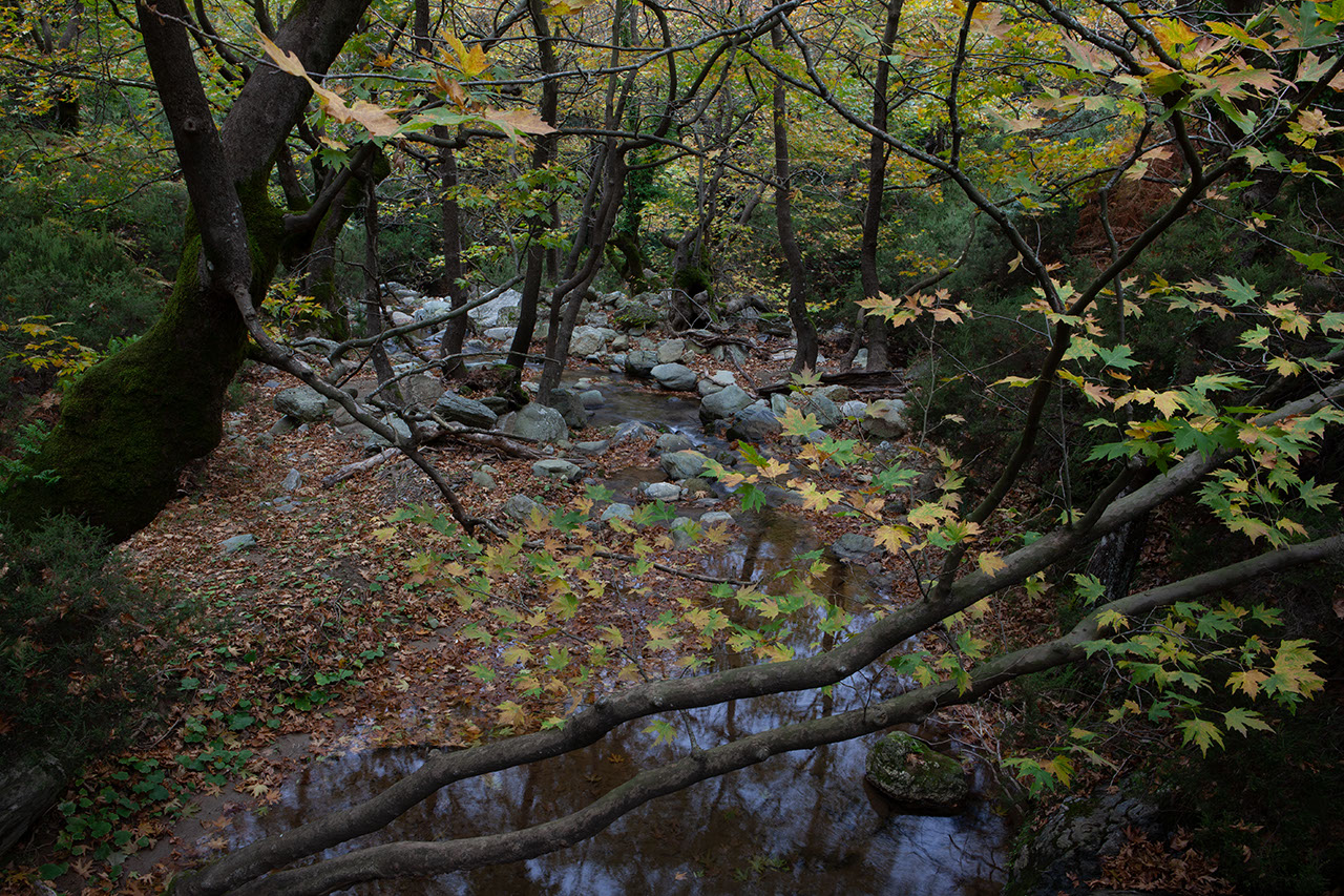 Δάση Όχης και Φαράγγι Δημοσάρη