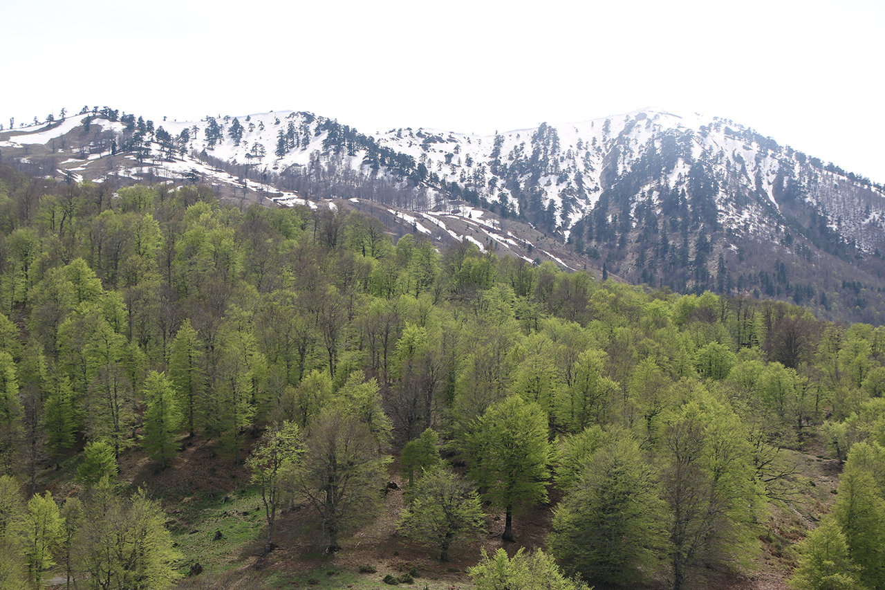 Δάση Βόρειας Πίνδου - Μιτσικελίου