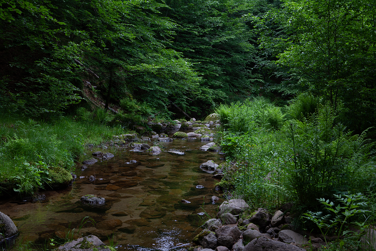 Δάση Δυτικής και Κεντρικής Ροδόπης