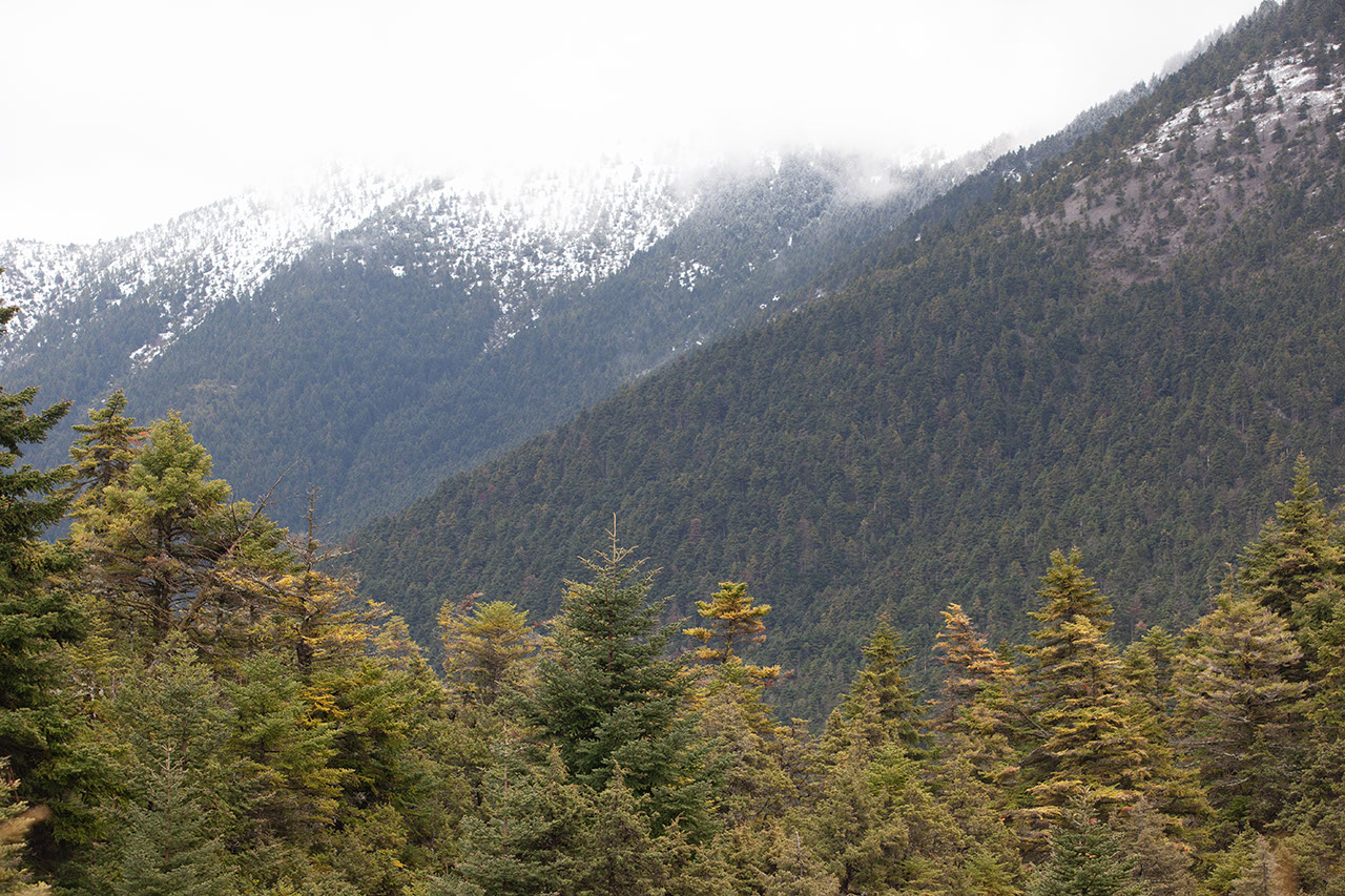 Δάση Μαίναλου