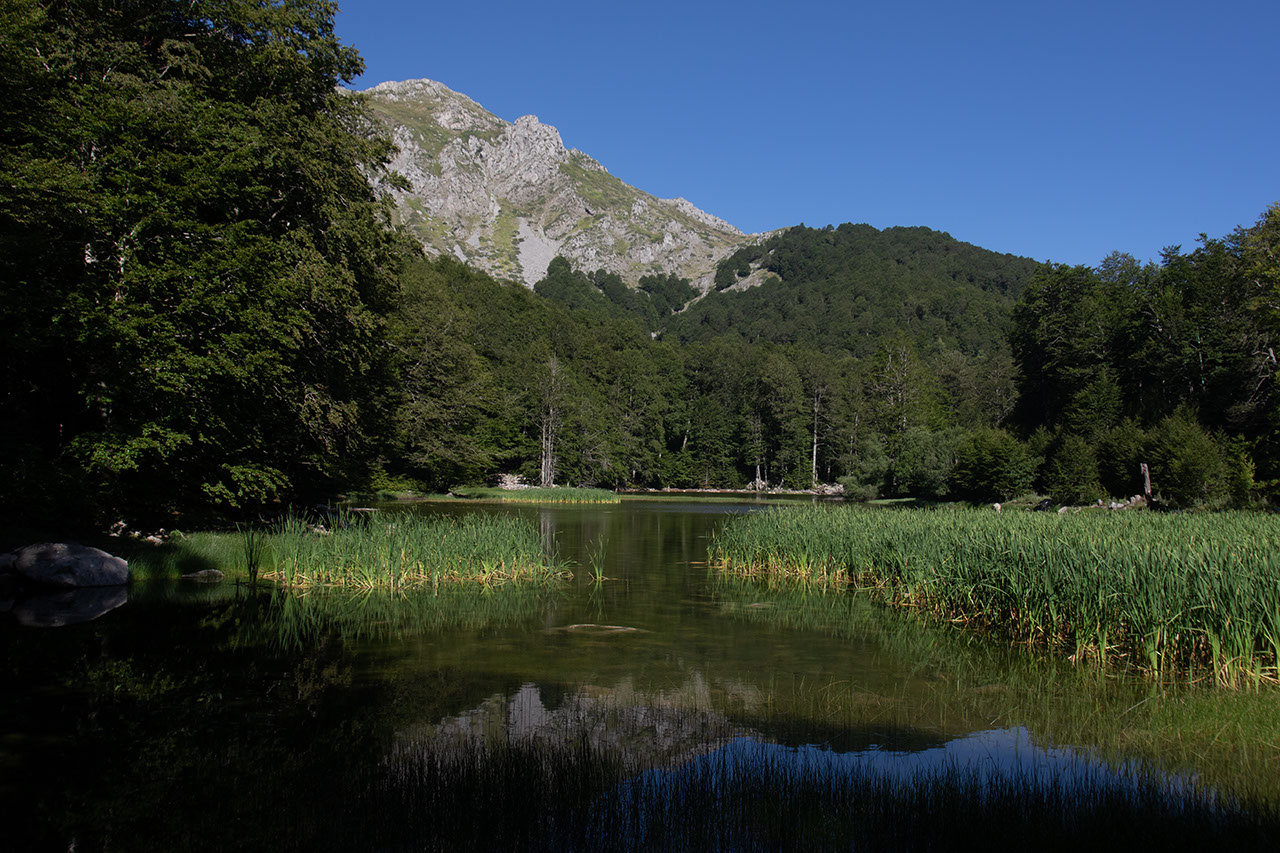 Δάση Γράμμου