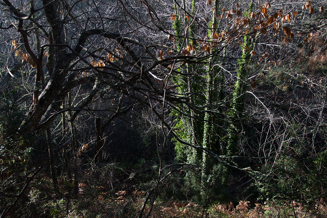 Δάση Λέσβου