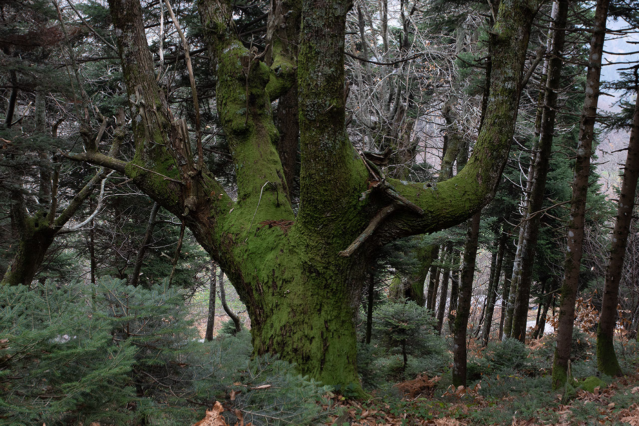 Δάση Δίρφης