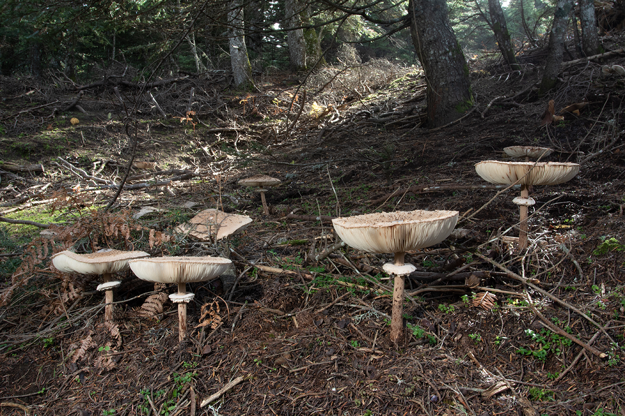 Δάση Παρνασσού 