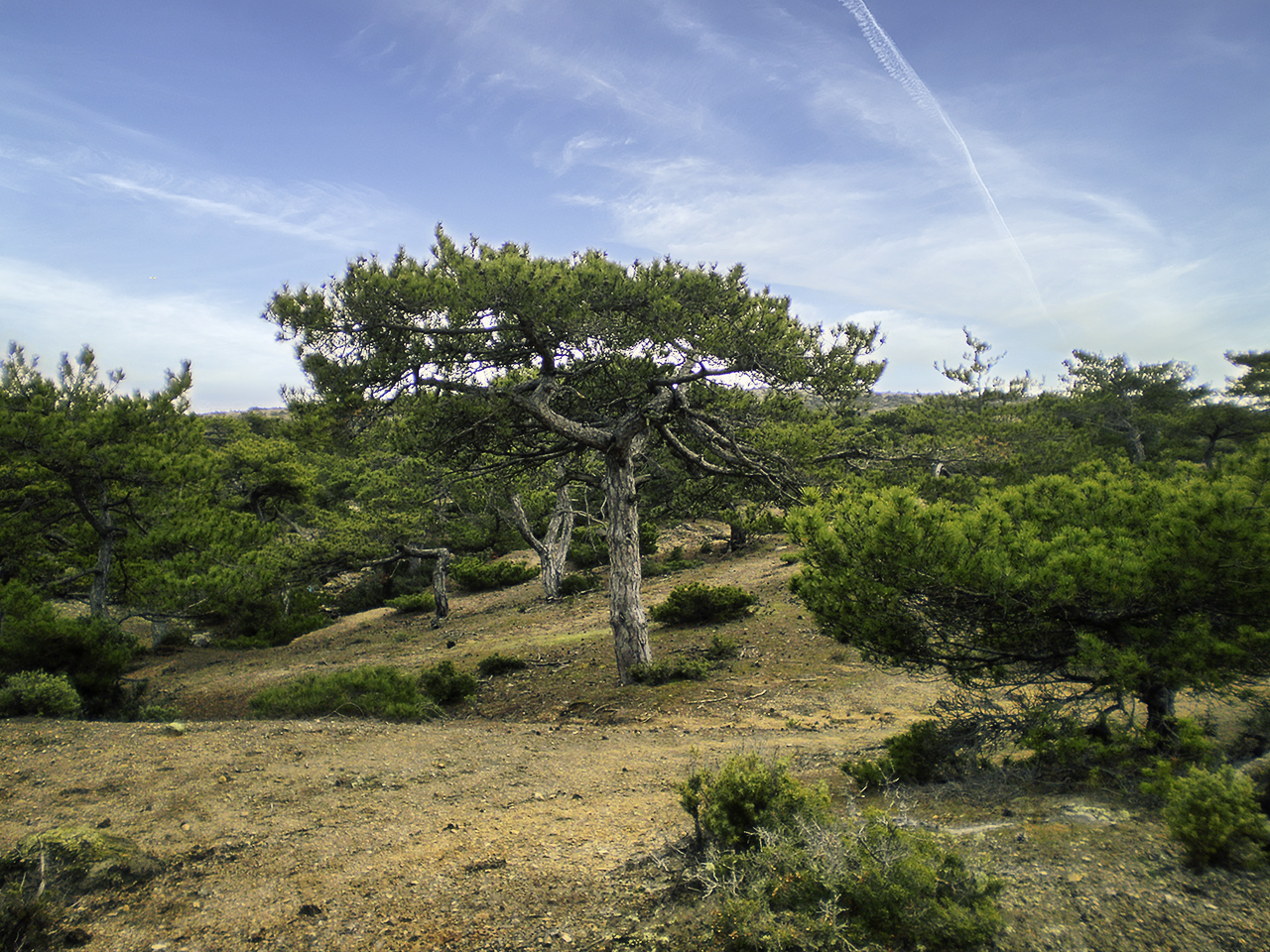 Δάσος Πετρωτών