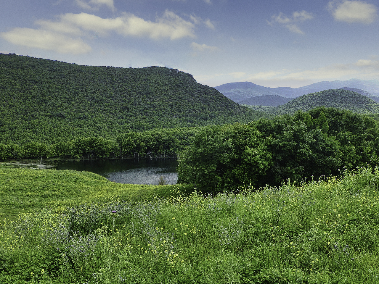 Δάση Μεγαλόπολης