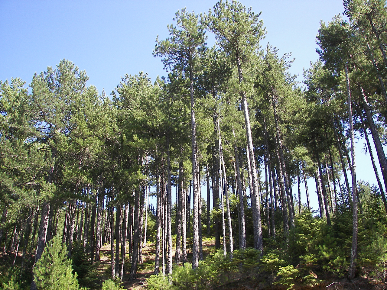 Χαρακτηριστική συστάδα μαύρης πέυκης