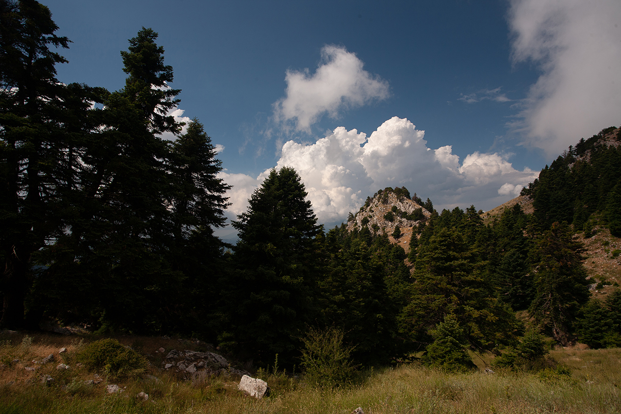 Δάση Ερύμανθου