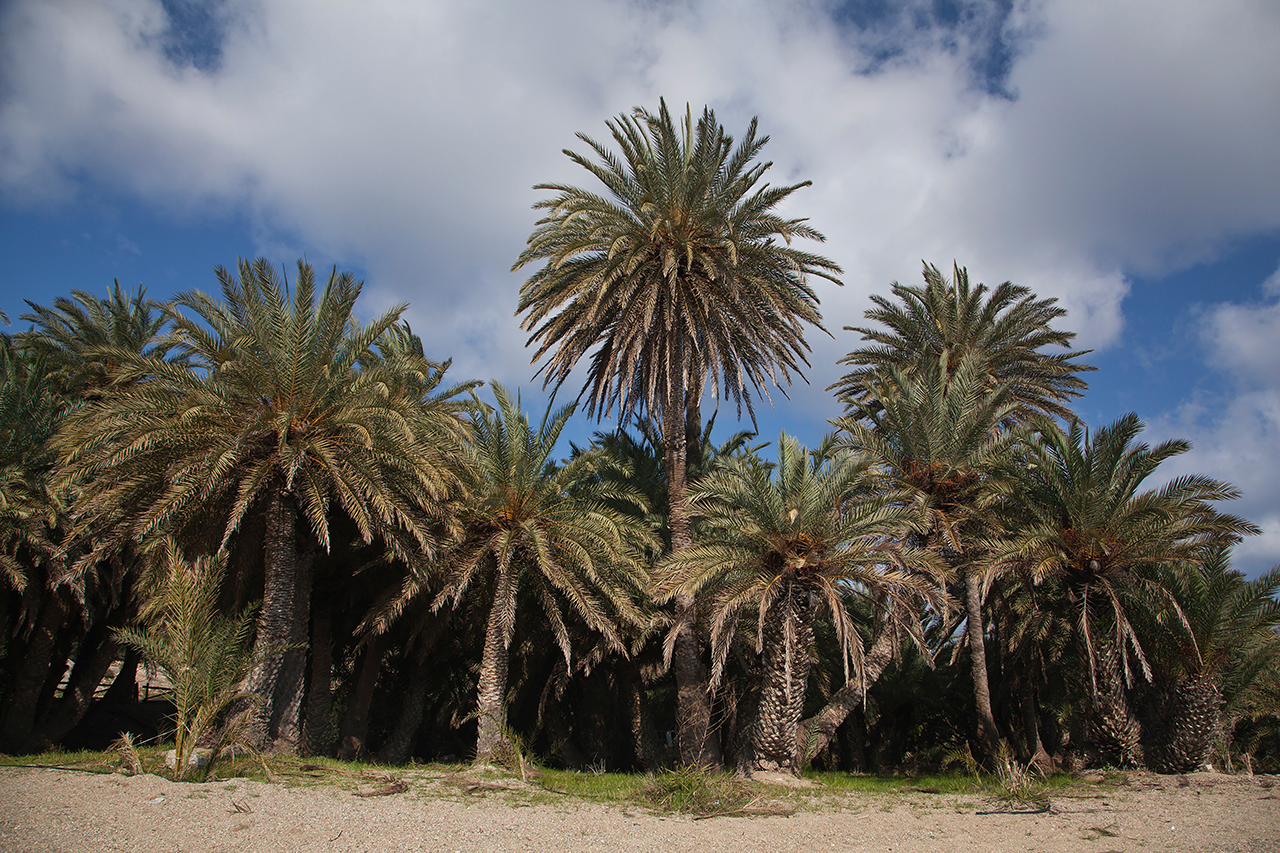 Φοινικόδασος Βάι