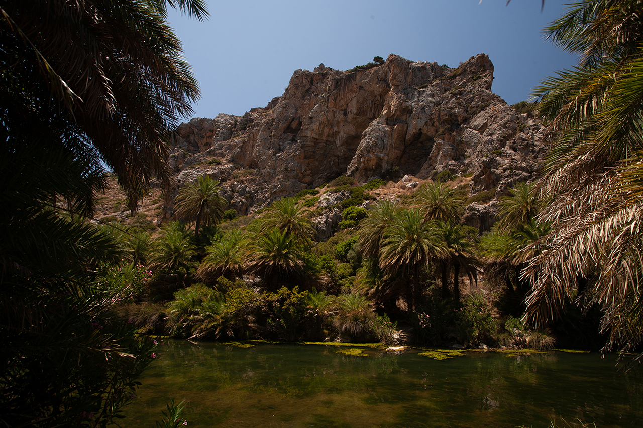 Φοινικόδασος Πρέβελης