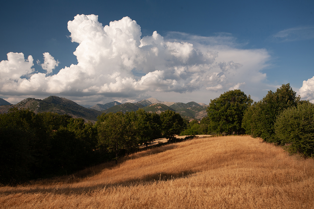 Δάσος Φολόης