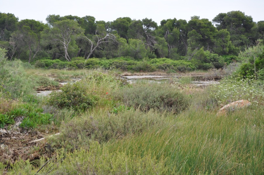 Δάσος Σχινιά