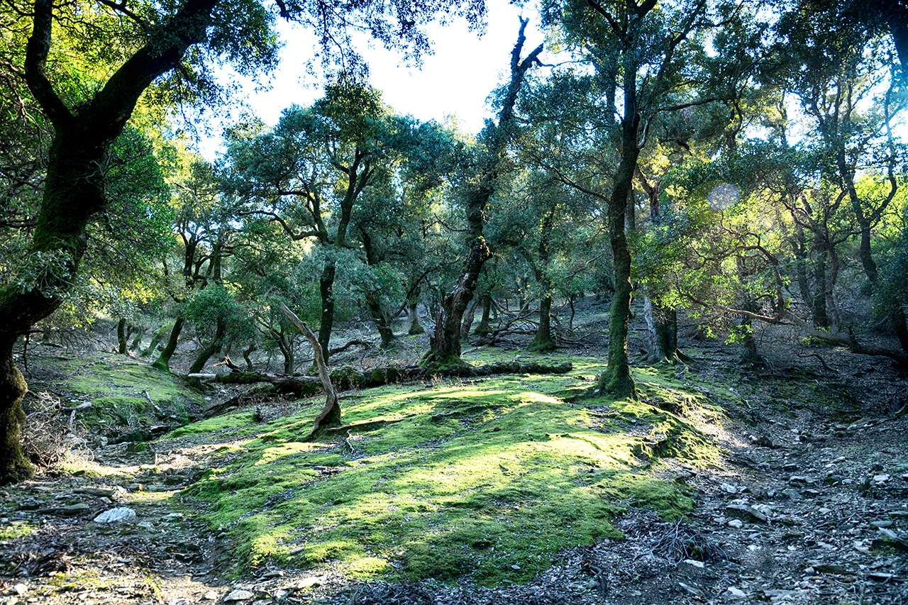 Δάσος Ραντί (Ικαρία)
