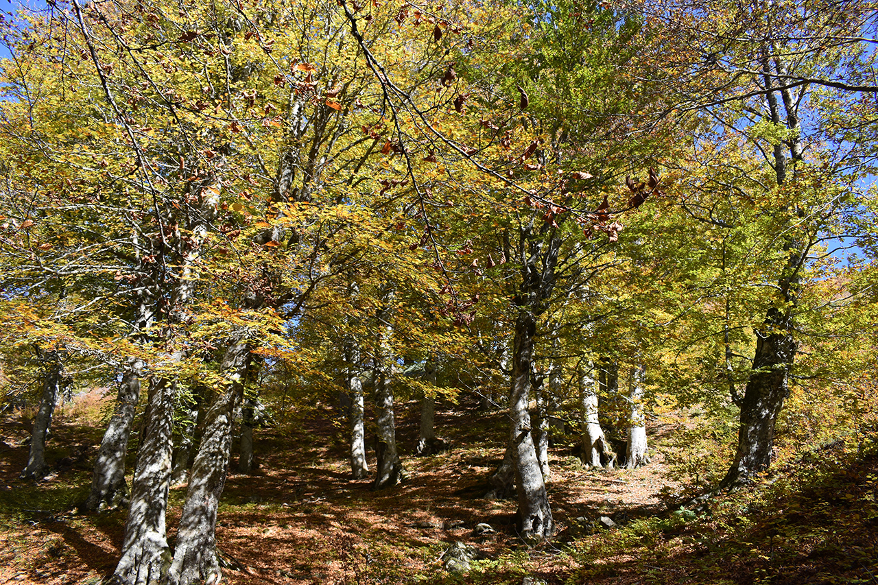 Δάση Αργιθέας-Αγράφων-Λίμνης Πλαστήρα