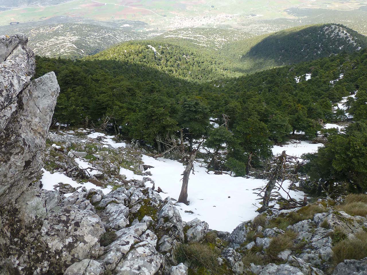 Δάση Κιθαιρώνα
