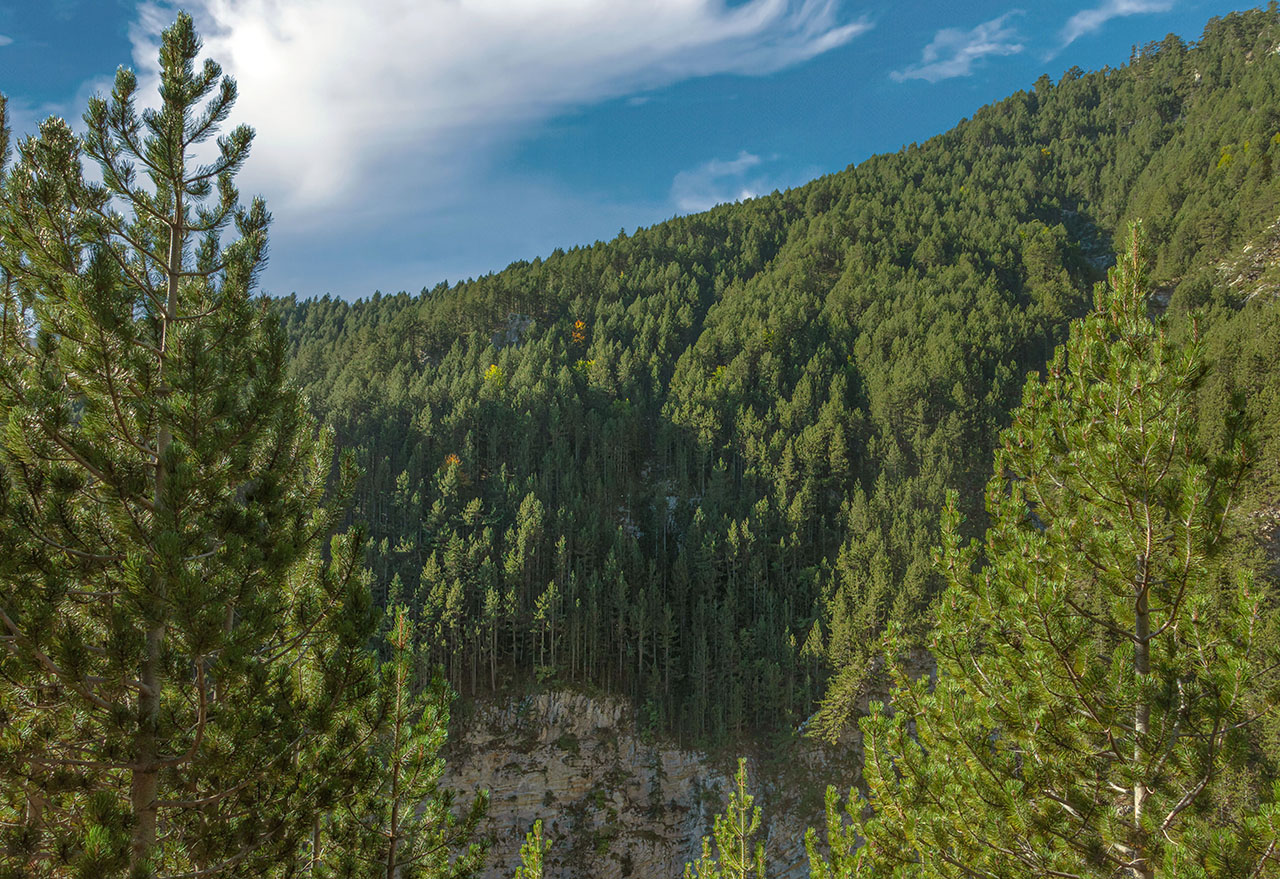Δάση Ολύμπου