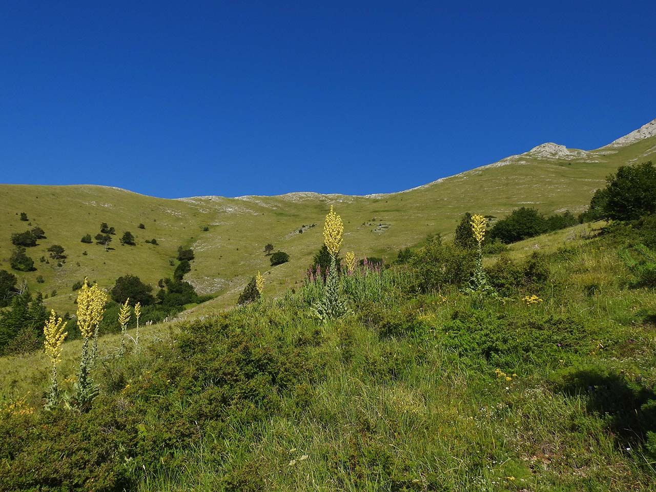 Δάση Παγγαίου