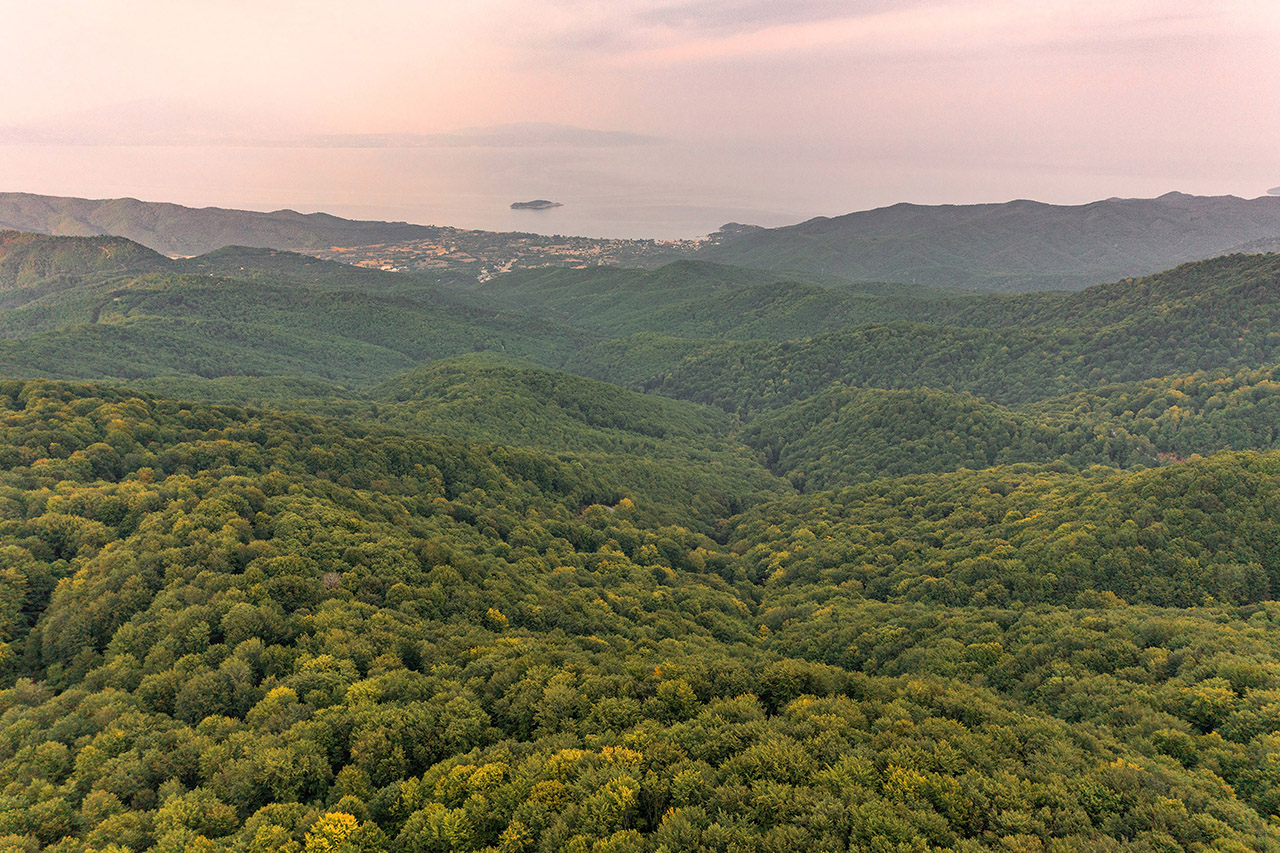Δάση Χολομώντα - Στρατωνικού
