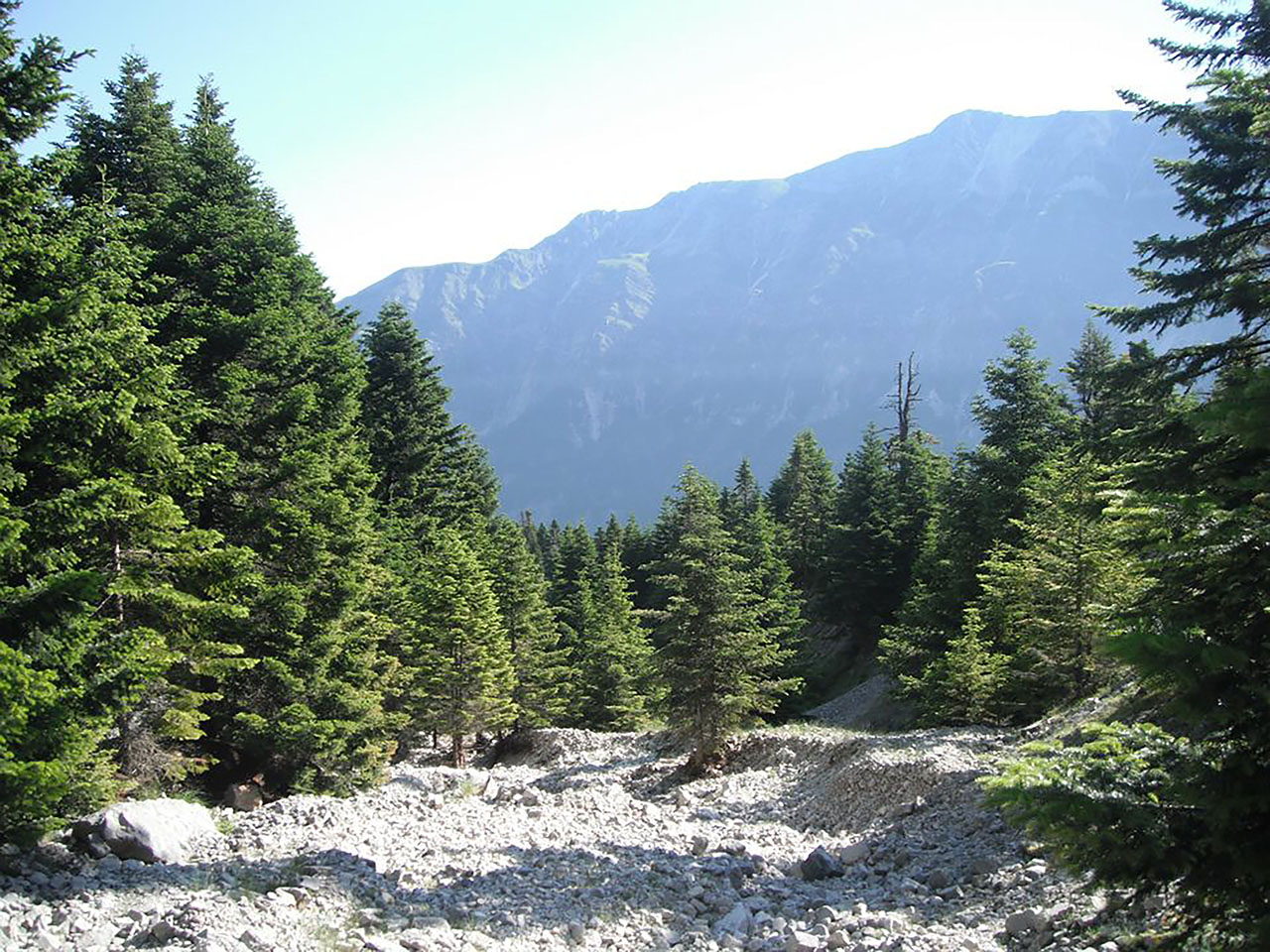 Δάση Τζουμέρκων - Αθαμανικών