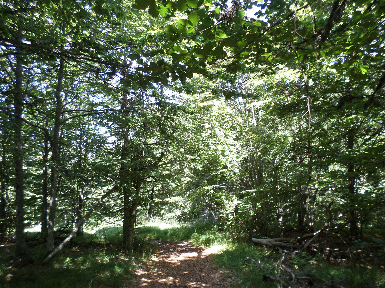 Δάσος Λαϊλιά