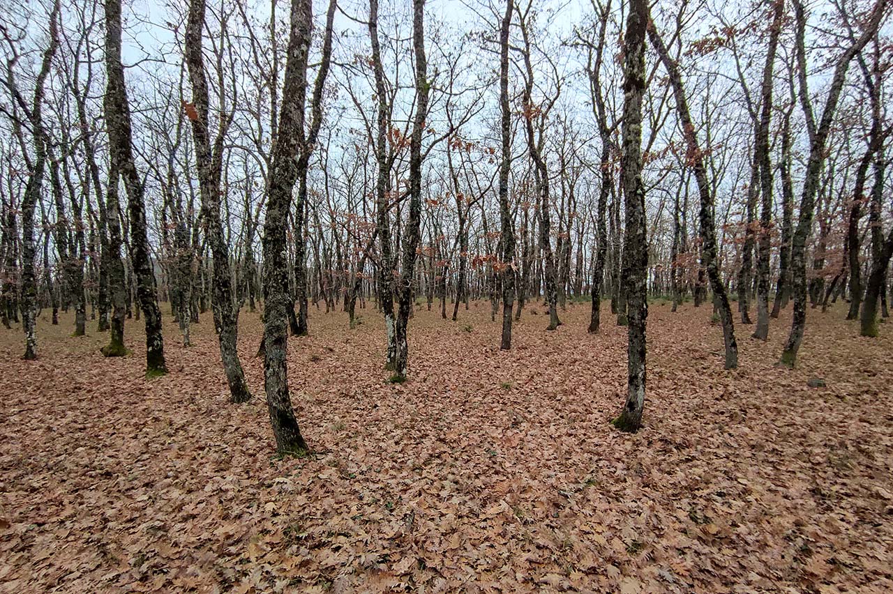 Δάσος Μογγοστού
