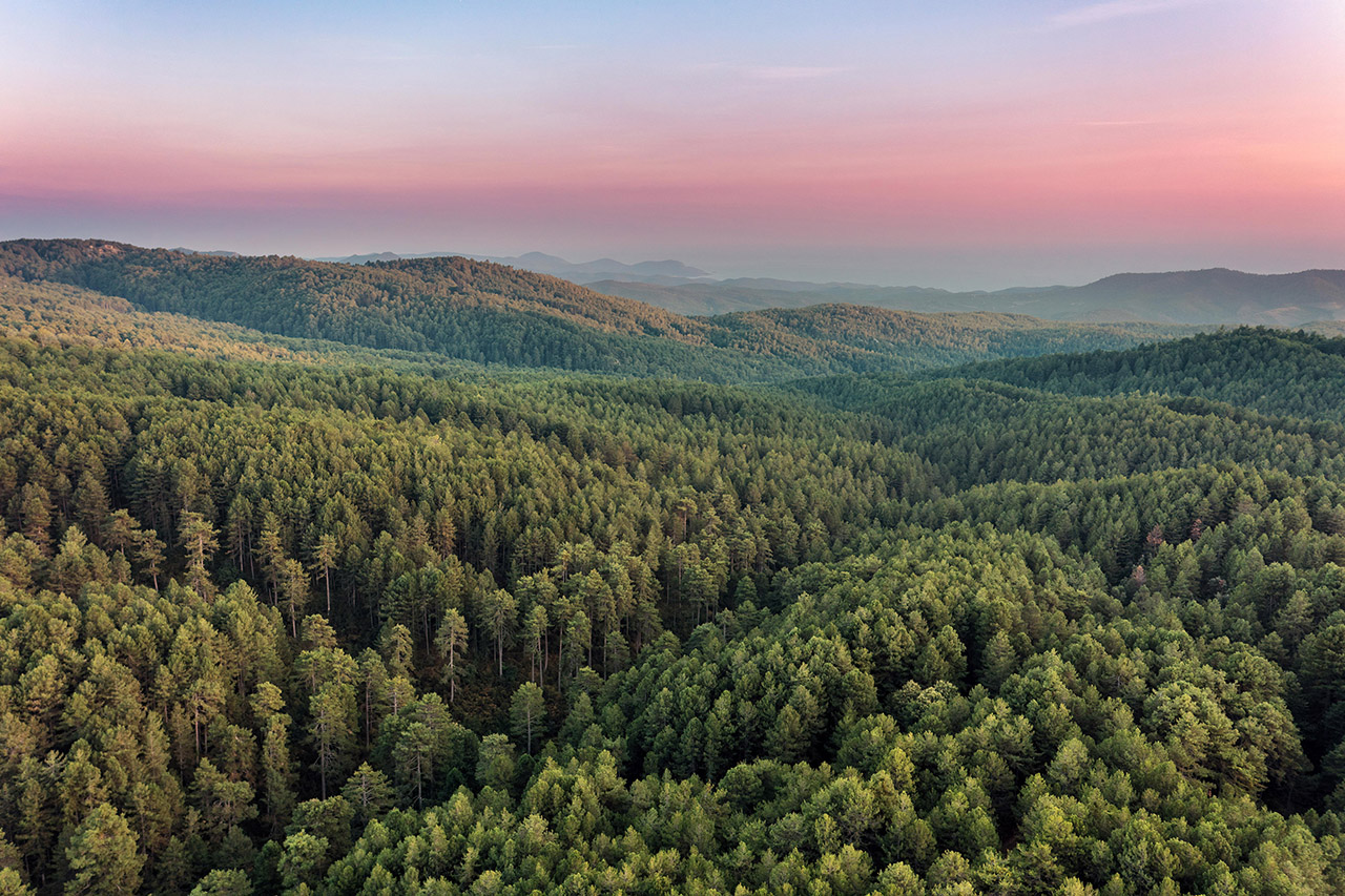 Δάσος Ντραγουντέλι Σιθωνίας