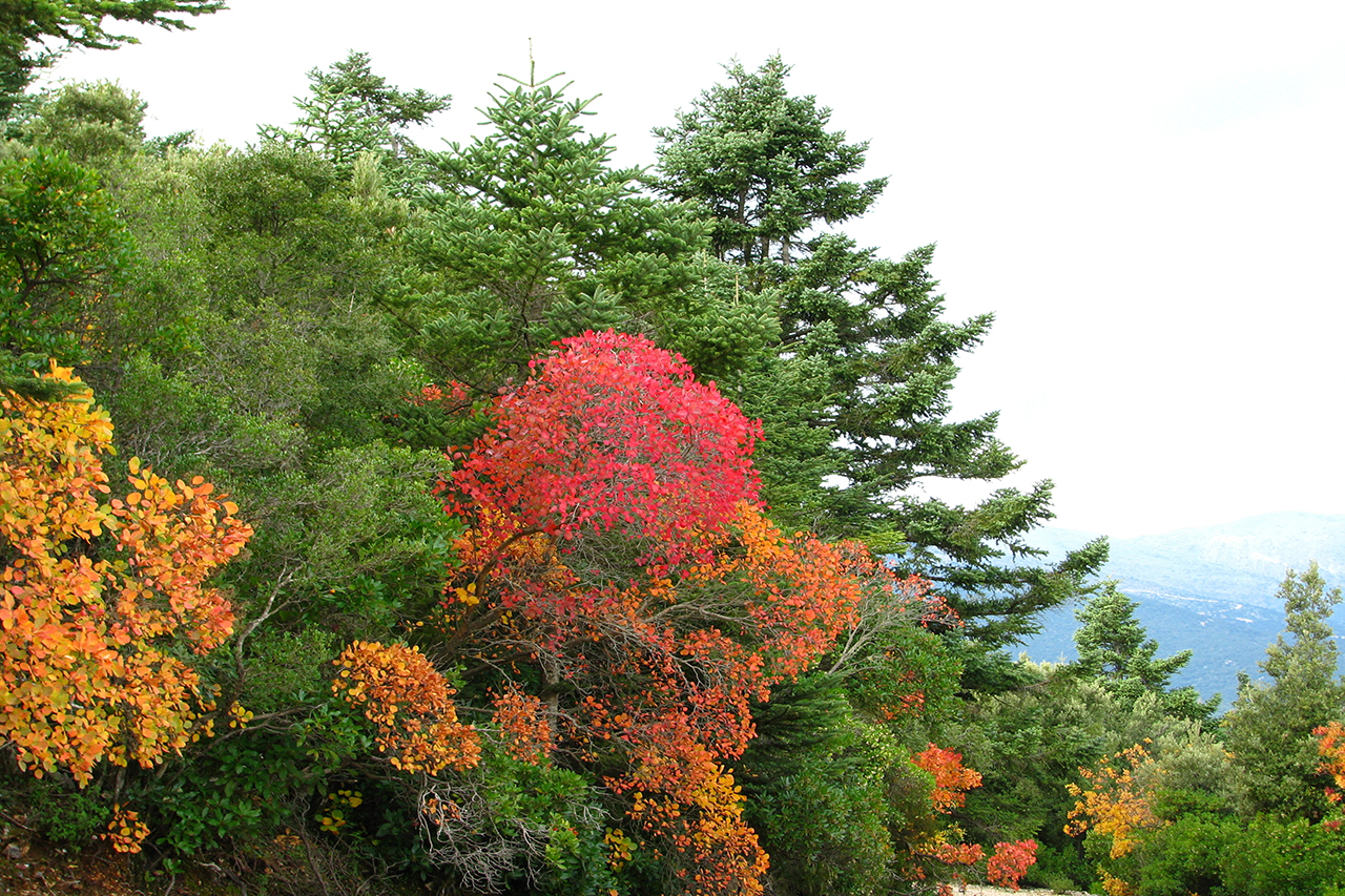 Δάσος Αίνου